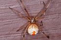 Latrodectus_hasselti_D3412_Z_88_E. of Nuendah homestead_Australie